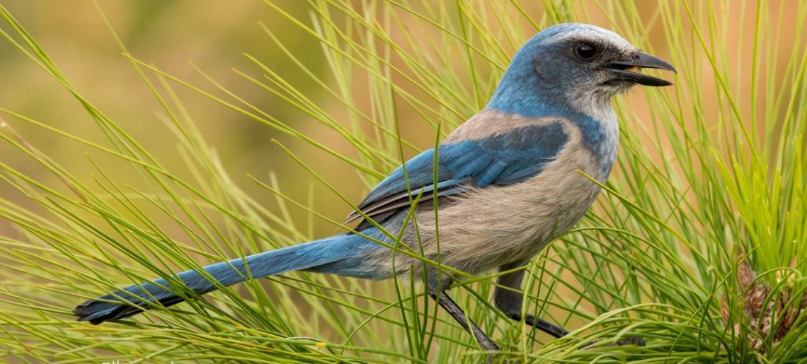 The Art of Bird Photography: a Hands-on Workshop