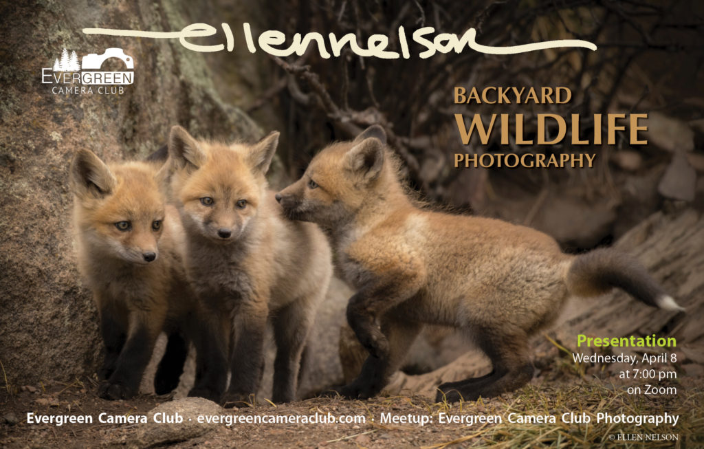 April 8th General Meeting With Ellen Nelson Backyard Wildlife Photography