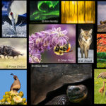New Contest - Denver Audubon "Share the View"